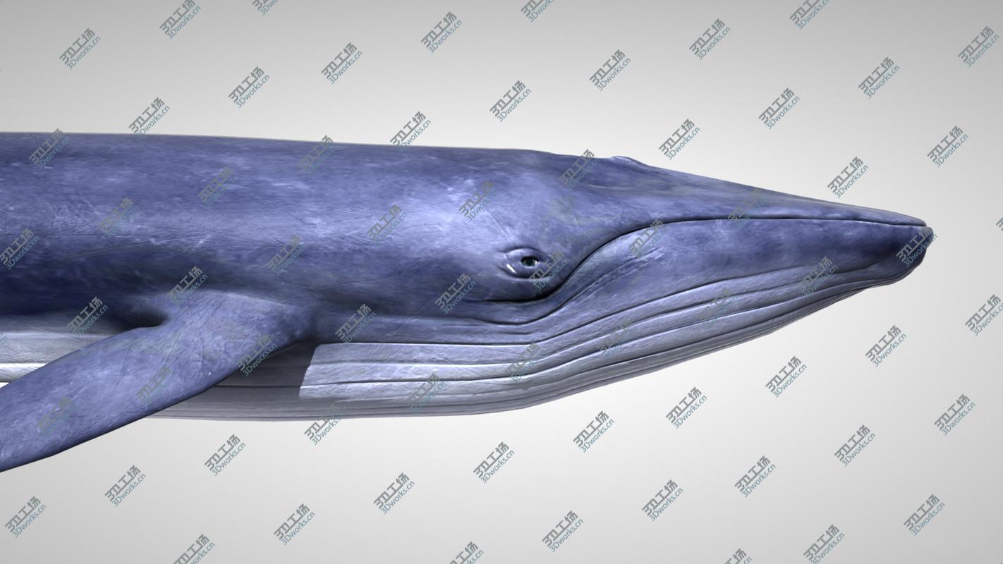 images/goods_img/202105073/3D Blue Whale with Octane Support/3.jpg